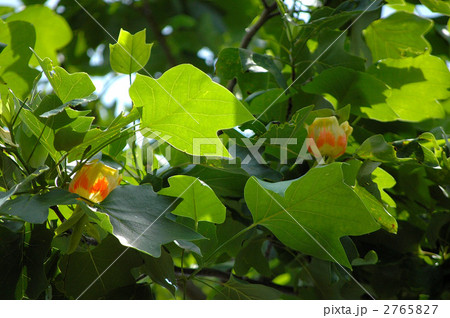 ユリの木の花 2765827