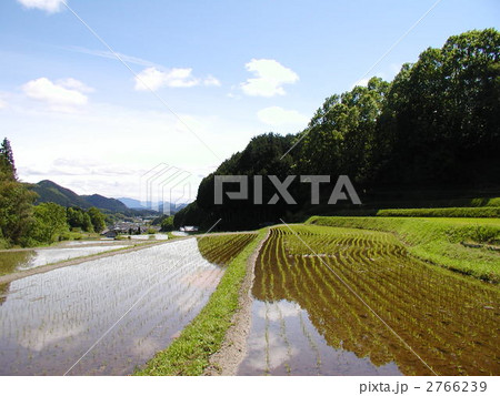 水田 2766239