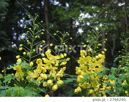 山道わきのジャケツイバラ(カワラフジ) 5月 山道わきのジャケツイバラ(カワラフジ) 5月 2766290