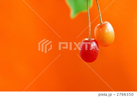 ぐみの実-03 2766350