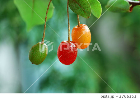 ぐみの実-06 2766353