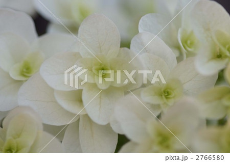 柏葉あじさい 柏葉あじさい 2766580