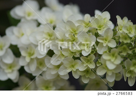 柏葉あじさい 2766583