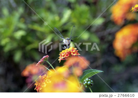 ランタナとホシホウジャク 2766610