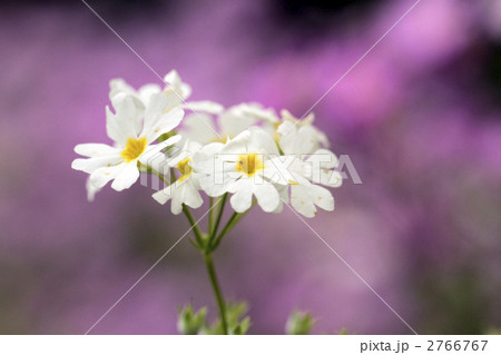 さくら草 2766767