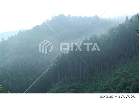 霧に煙る杉山 2767056