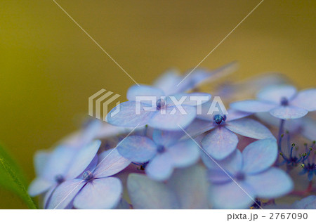 舞子紫陽花 2767090