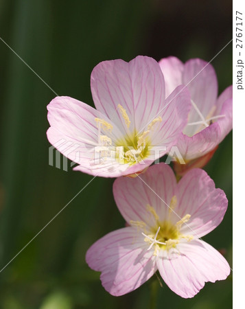 ヒルザキツキミソウの花 2767177