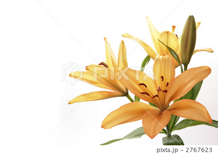 百合の花 百合の花 2767623