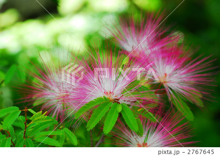 トキワネム 2767645