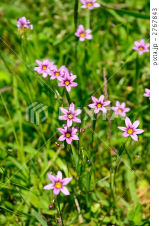 ニワゼキショウ 2767843