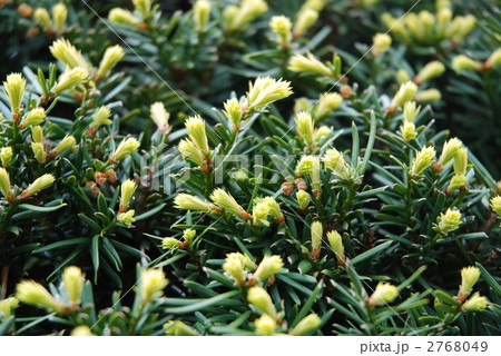 オンコの新芽 2768049