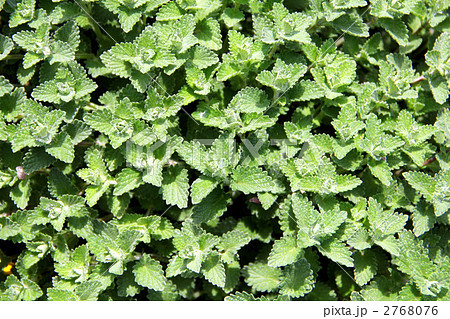 ミントの葉_2 2768076