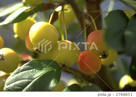 66387　ヒメリンゴ 2768651