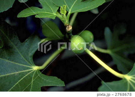 66405 イチジク 66405 イチジク 2768678