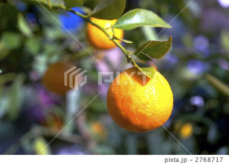 66419 夏みかんの実 66419 夏みかんの実 2768717
