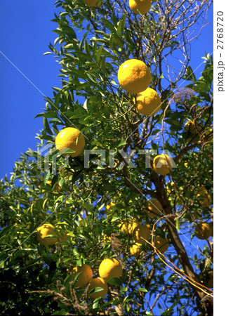 66421 夏みかんの実 66421 夏みかんの実 2768720