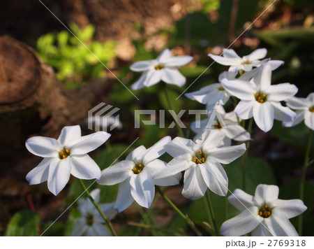 ハナニラ ハナニラ 2769318