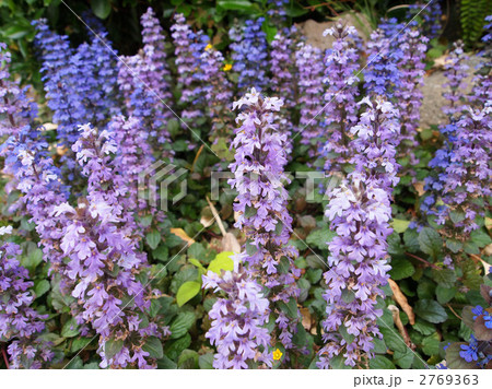 ジュウニヒトエ ジュウニヒトエ 2769363