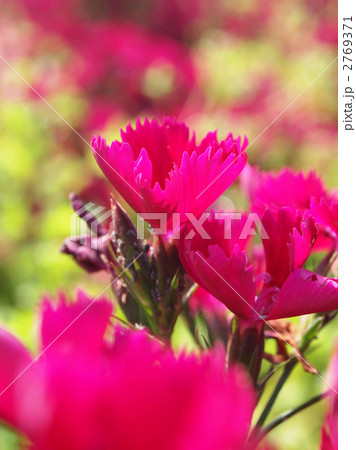 セキチク 2769371