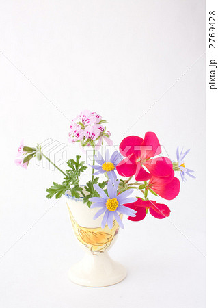 ゼラニウムとブルーデイジー 2769428