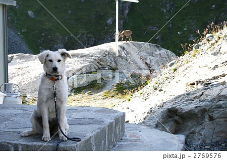 子犬と野生動物 2769576