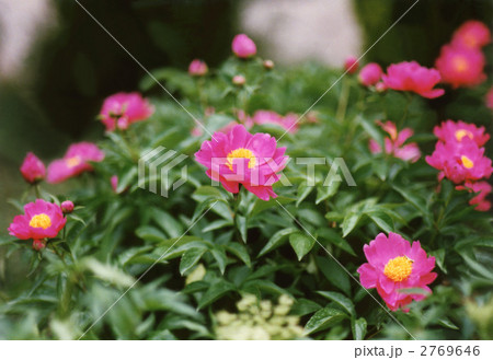 しゃくなげ しゃくなげ 2769646