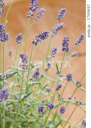 イングリッシュラベンダーアロマティコ イングリッシュラベンダーアロマティコ 2769697