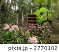 室生寺の五重塔とシャクナゲ 2770102