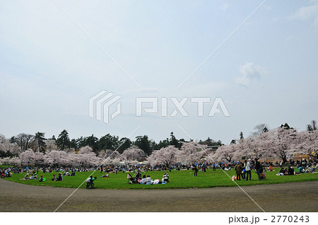 2011 花見 2011 花見 2770243