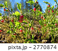 野生のブルーベリーの花 2770874