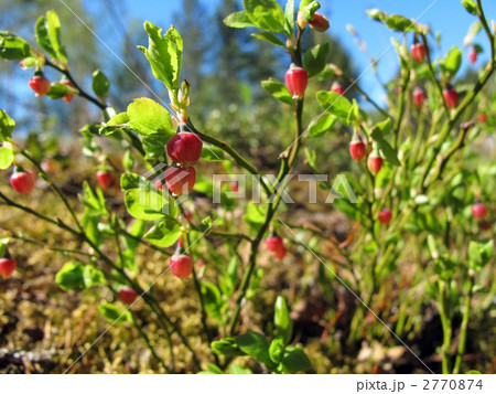 野生のブルーベリーの花 2770874