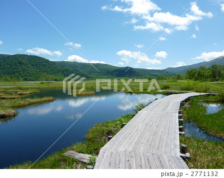 尾瀬国立公園　尾瀬ヶ原の池塘 2771132