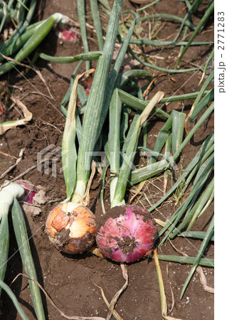 収穫されたタマネギごろり 2771283