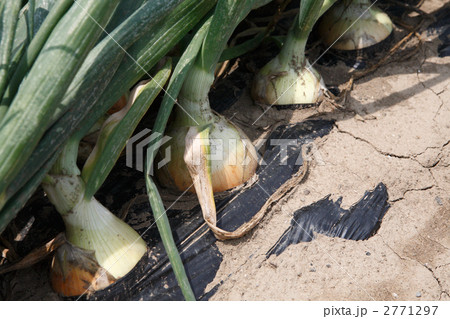 収穫期の玉ねぎ畑 2771297