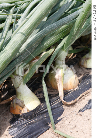 収穫期の玉ねぎ畑 2771298