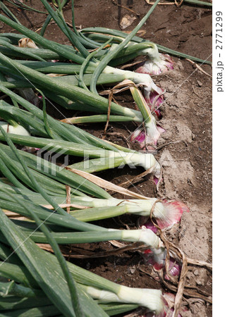 収穫期の赤玉ねぎ畑 収穫期の赤玉ねぎ畑 2771299