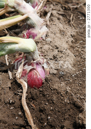 収穫期の赤玉ねぎ畑 2771300