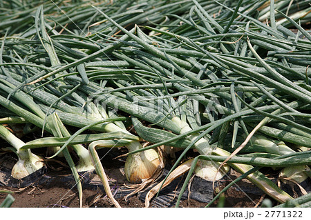 収穫期の玉ねぎ畑 2771322