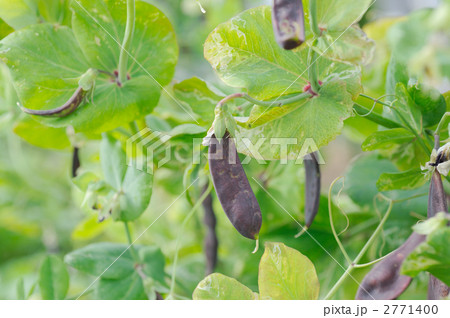 ツタンカーメンの豆 2771400