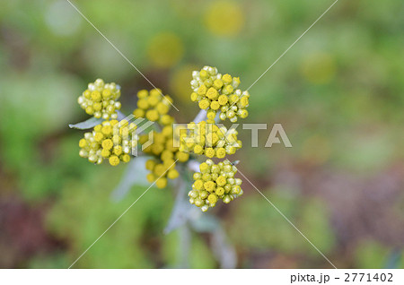 ハハコグサ 2771402