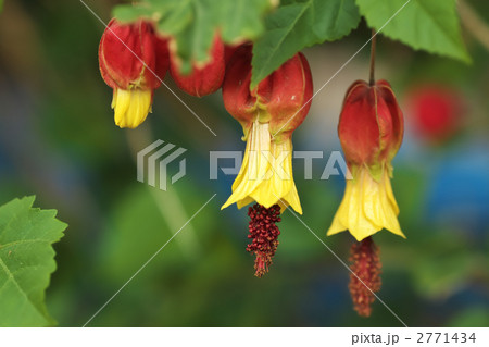 アブチロン 2771434