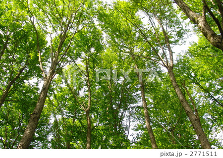 5月 イヌブナ・ブナ科02新緑 5月 イヌブナ・ブナ科02新緑 2771511