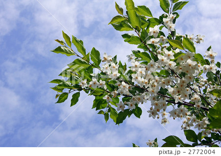 エゴノキ開花 2772004