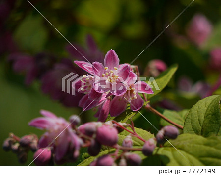 観賞用空木 アカハナウツギ(赤花空木) 2772149