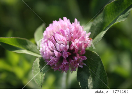 ムラサキツメクサ 2772163