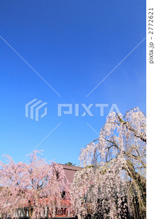 春の角館武家屋敷 2772621