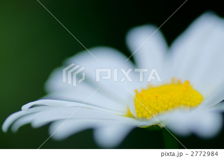 Margaret Margaret 2772984