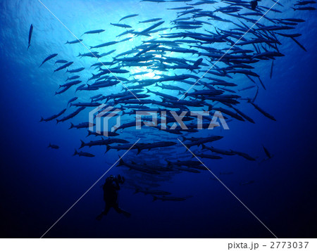 バラクーダ パラオ ブルーコーナー ミクロネシア バラクーダ パラオ ブルーコーナー ミクロネシア 2773037