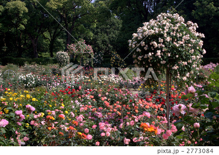 ローズガーデン 2773084